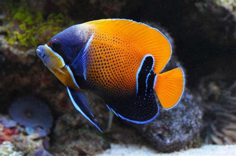 Majestic Angelfish Juvenile Reef Safe Care Tank Size Diet