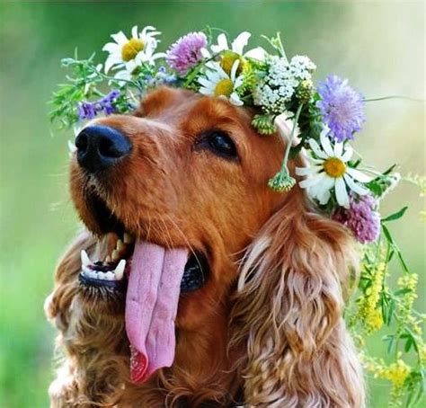 Find & download the most popular cute flower photos on freepik free for commercial use high quality images over 7 million stock photos. {Quiz} Which Spring flower is your pet? - Fetch! Pet Care