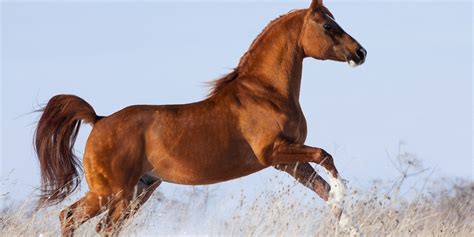 The chestnut colour is defined by a completely red coat with red points (mane, tail, ear tips, lower legs). Difference Between Sorrel, Chestnut, And Red Roan Horses ...