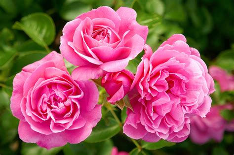 Images Roses Pink Color Flowers Closeup