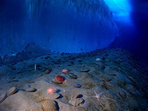 Deep Ocean Floor Photos