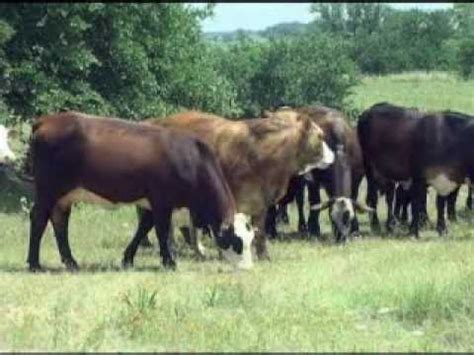 Is dedicated to providing a large selection and variety of healthy texas cattle for sale. Brahman Cattle - Cattle for Sale