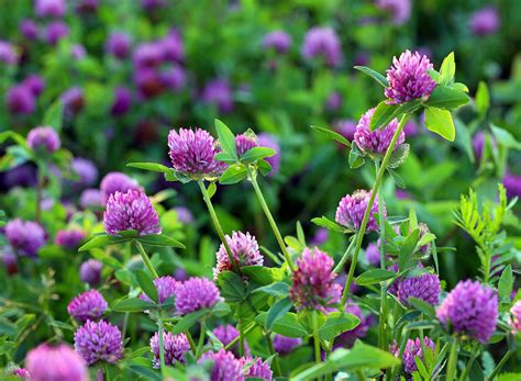 Red Clover Advance Cover Crops