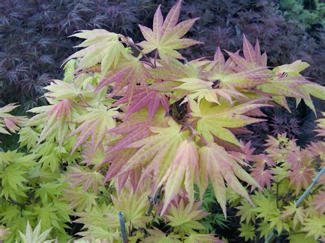 Buy Acer Shirasawanum Autumn Moon Full Moon Japanese Maple — Mr Maple