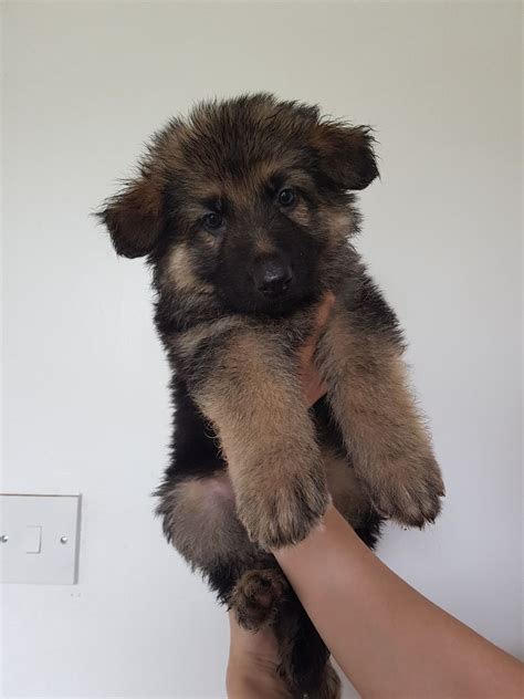 German shepherd breeders german shepherds beautiful long hair corgi bohemian goals long hair styles bestfriends pastor. Long haired German shepherd bitch | Sunderland, Tyne and ...