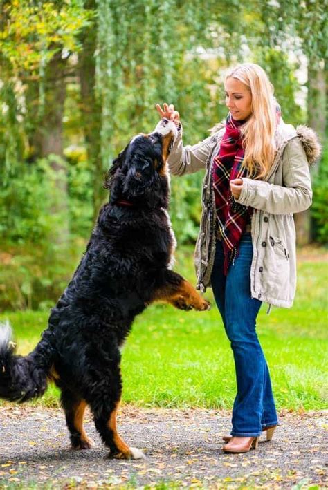 Could You Live With The Bernese Mountain Dog Temperament