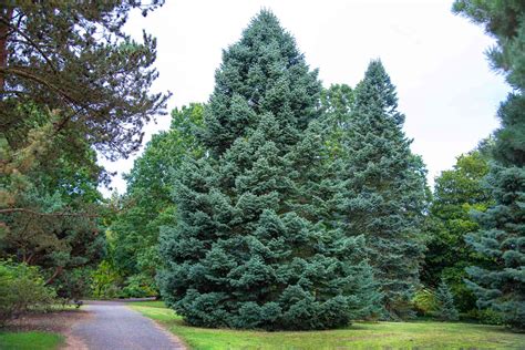 How To Grow And Care For White Fir