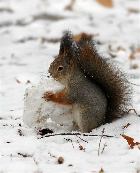 Squirrel And Snow Squirrels Pinterest