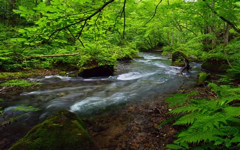 Oirase River Located In The Eastern Part Of Aomori Prefecture Japan