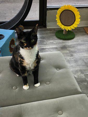If the kitty falls in love with you, take them home as they are all adoptable. tavsiye 1. Hawai'i Cat Cafe (Honolulu) - 2021 All You Need to Know ...