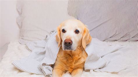 15 Common Symptoms Of Dog Illness Part 1 Probalance