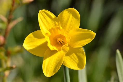 무료 이미지 꽃잎 봄 식물학 노랑 정원 수선화 플로라 노란 꽃 야생화 닫다 매크로 사진 꽃 피는 식물
