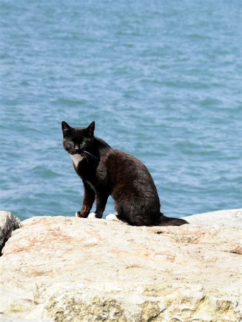 Free Images Beach Sea Pet Mammal Black Cat Fauna Turkey Vertebrate Istanbul Small To