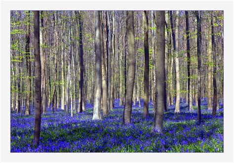 Hallerbos Brussels Belgium Every Spring The Floor Of This Forest