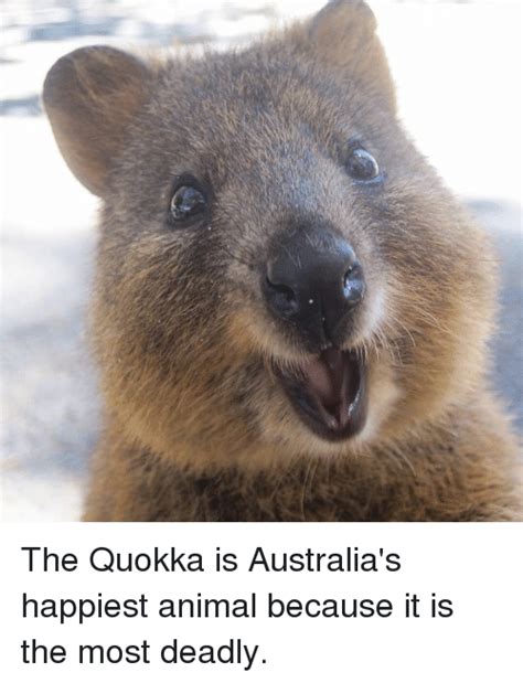 The Quokka Is Australias Happiest Animal Because It Is