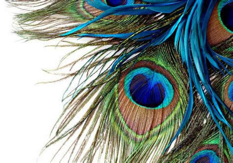 Peacock on branch feathers wall stickers 3d vivid wallpaper living room accessories art decal poster animals home decor 0316. Peacock Feather Clipart Art 3D Full Wall Mural Photo ...