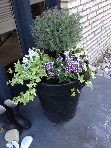 Container Gardening Lavender Verbena Petunias And Ivy In An Ikea Pot