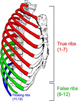 Affordable and search from millions of royalty free images, photos and vectors. The thoracic cage - the ribs and sternum | Human Anatomy and Physiology Lab (BSB 141)