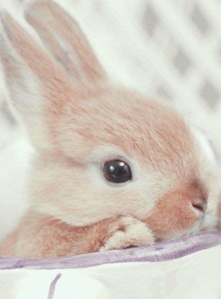 100 Cute Baby Animals With Images Cute Animals Cute Baby Animals