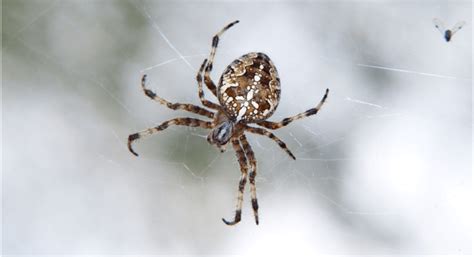 Most Dangerous Spiders In Australia