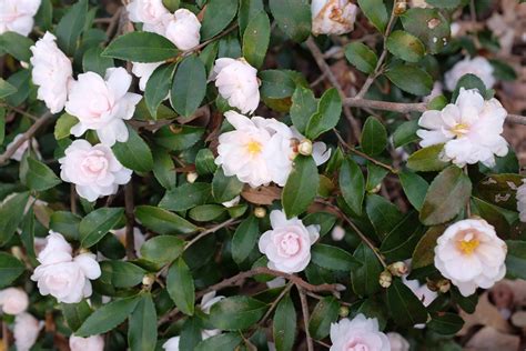 Fall Blooming Camellias Bring Down The Curtain On The Growing Season