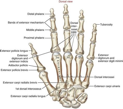 Image Hand Bone Structure Structure And Function Occupational Therapy