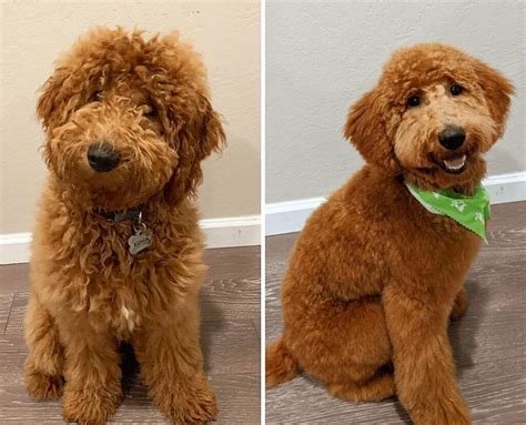 Goldendoodle Haircuts 2023 11 Popular Styles For Your Doodle Pets
