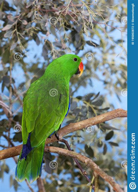 Eclectus Parrot Eclectus Roratus Male Standing On Branch Stock Photo