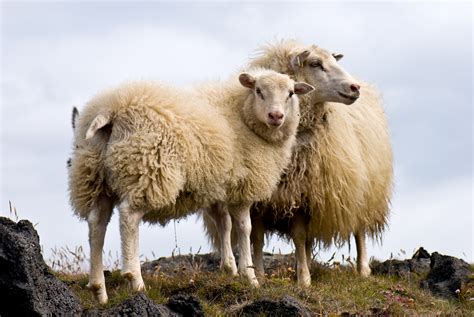 Filepair Of Icelandic Sheep Wikipedia