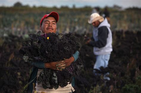 Riveting Photos Of Migrant Workers Remind Us Who Really Harvests Our