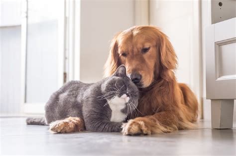 Are Golden Retrievers Good With Cats Introduction Tips Pet Keen