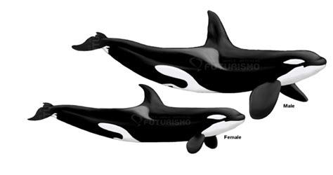 Sexual Dimorphism In Toothed Whales Which Are The Differences Between