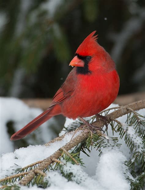 Nature And Travel Photo Of The Day Northern Cardinal On A Snowy Branch