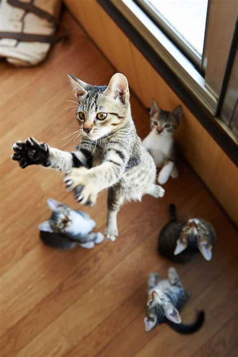 jumping cats  play   ninjas designbump