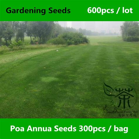 Poa Annua Seeds 600pcs Annual Meadow Grass Simply Poa Annual