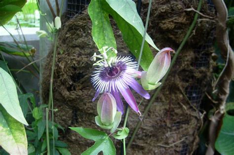 Passiflora edulis bei flora toskana kaufen: Pflanzen-Lexikon - ... von A wie Ananas bis Z wie Zitrone ...