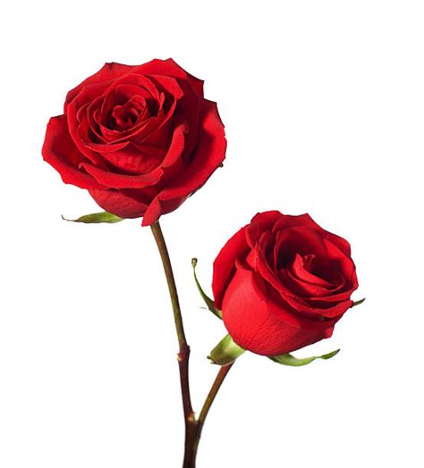 Royalty Free Two Roses Pictures Images And Stock Photos Istock