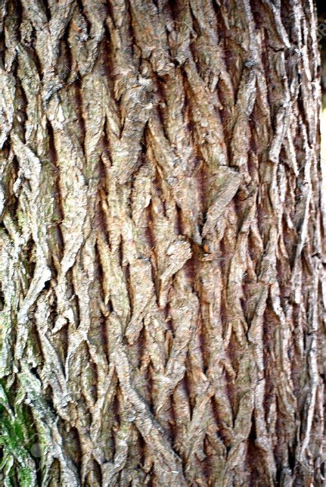 Weeping willow trees, in latin are salix babylonica, originated in china where they symbolize vitality throughout the ages, willow trees have been used for medicinal properties. Image - Willow Tree Bark.jpg | Animal Jam Clans Wiki ...