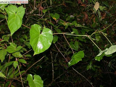 Ipomoea alba L Flor de Luna 植物图片库 植物通