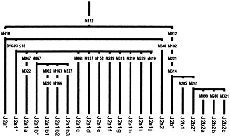 Our male y haplogroup is j2a4h2. Haplogroup J2 (Y-DNA) | Familypedia | Fandom powered by Wikia