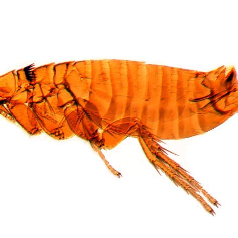 The Flea Species Ctenophthalmus Nobilis Rothschild1898 Is Now Found