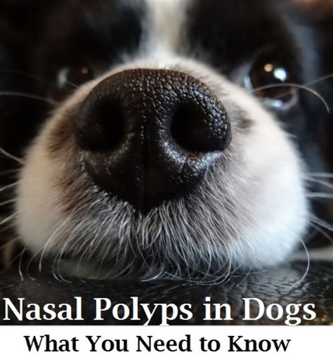 Dog Nasal Polyps And Their Removal Dogs Health Problems