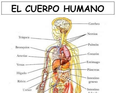 Laminas Cuerpo Humano Spanish Pinterest Spanish And Learn Spanish