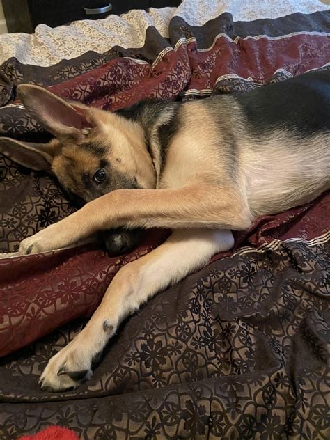 New and used items, cars, real estate, jobs, services 4 german sheppard puppies left. German Shepherd Puppies For Sale | Watertown, NY #325224