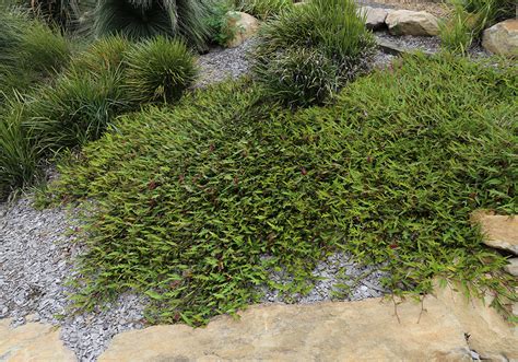 Ground Cover Plants Best Plants
