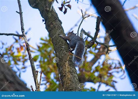 Squirrel Running Up A Tree Stock Image Image Of Dried 170612187