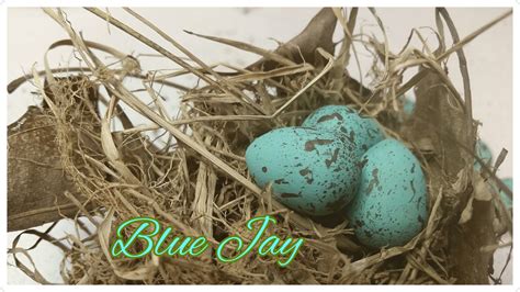 Wooden Blue Jay Eggs For Science Education Natural History Etsy