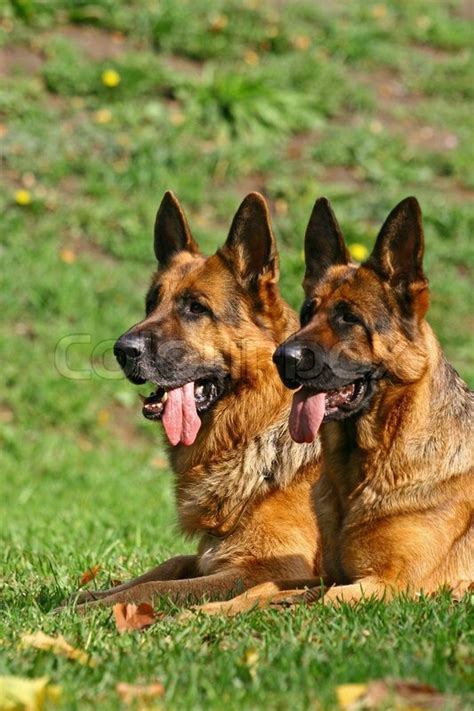 2 German Shepherds On The Green Grass In Bright Autumn Day Stock