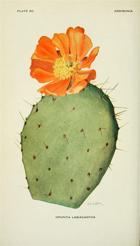 Pin By Sandra Presson On Artsy Botanical Drawings Cactus