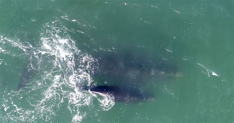 Southern Right Whale Baby Aerial Tracking Stock Footage Sbv 321845769